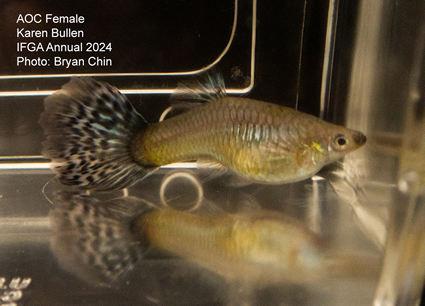 Female guppy aoc